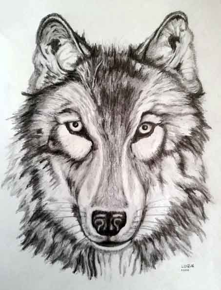 Lobo ártico
